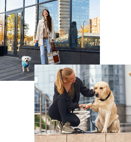 Pet Care and Dog Walking App Development Company