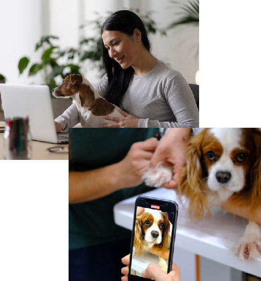 Pet Care and Veterinary App Development Company